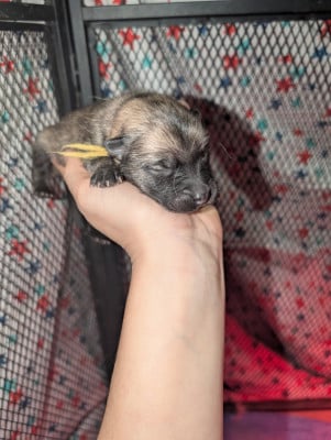 Les chiots de Eurasier