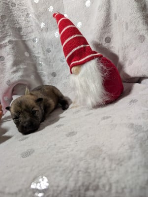 Les chiots de Eurasier