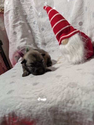 Les chiots de Eurasier