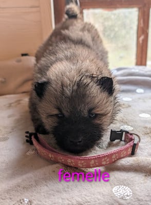 Fauve claire - Eurasier