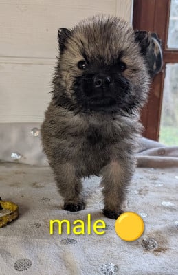 Fauve - Eurasier