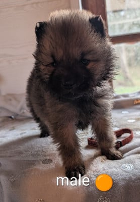 Fauve - Eurasier