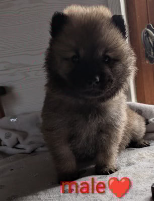Fauve - Eurasier