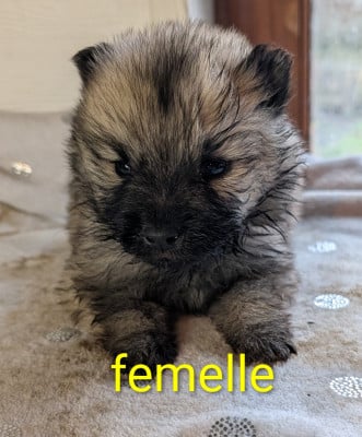 Les chiots de Eurasier