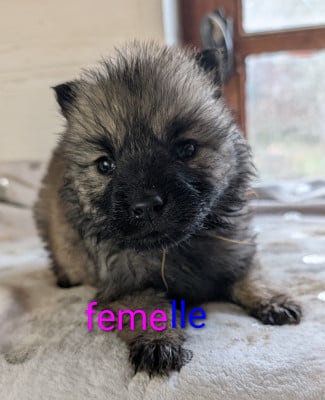 Les chiots de Eurasier