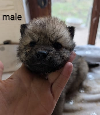 Les chiots de Eurasier
