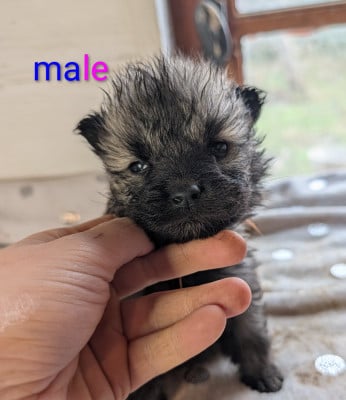 Les chiots de Eurasier