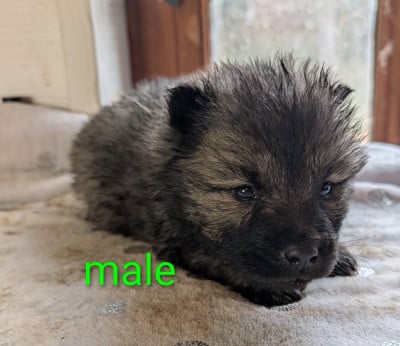 Les chiots de Eurasier