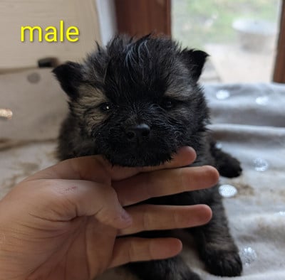 Les chiots de Eurasier