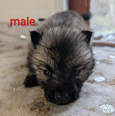 Les chiots de Eurasier