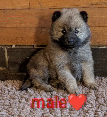 Les chiots de Eurasier
