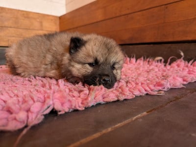 Les chiots de Eurasier