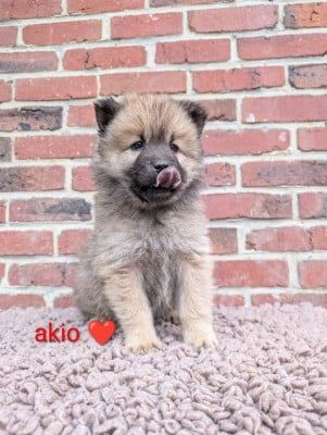 Les chiots de Eurasier