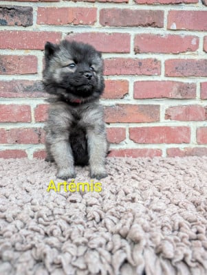 Les chiots de Eurasier