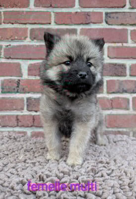 Les chiots de Eurasier