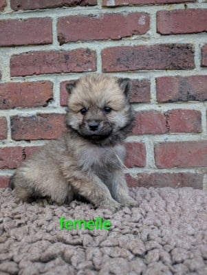 Les chiots de Eurasier