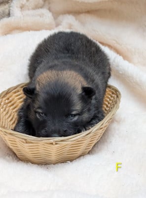Les chiots de Eurasier