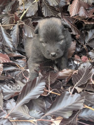 Les chiots de Eurasier