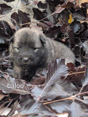 Les chiots de Eurasier