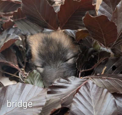 Les chiots de Eurasier