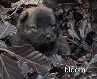 Les chiots de Eurasier
