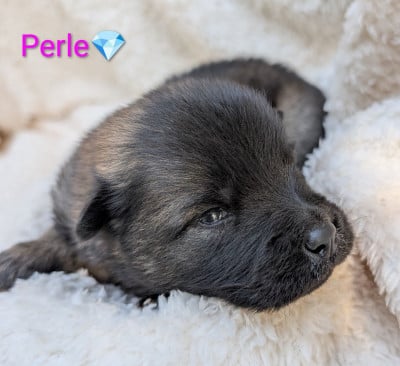 Les chiots de Eurasier
