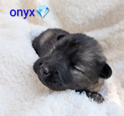 Les chiots de Eurasier