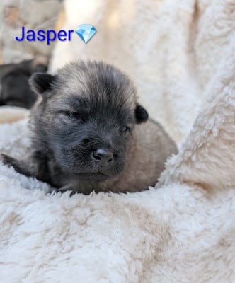 Les chiots de Eurasier