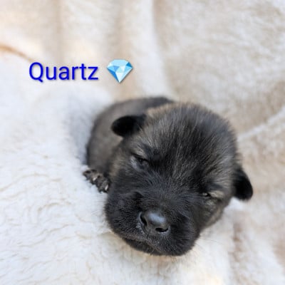 Les chiots de Eurasier