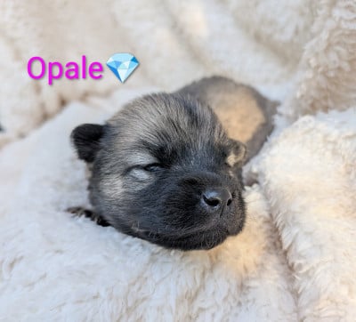 Les chiots de Eurasier