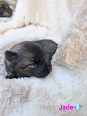 Les chiots de Eurasier
