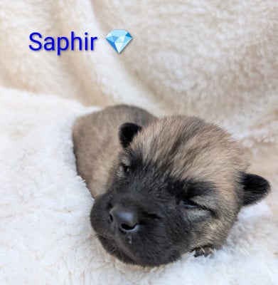 Les chiots de Eurasier