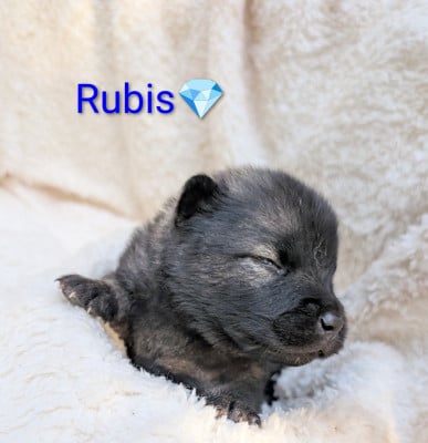 Les chiots de Eurasier