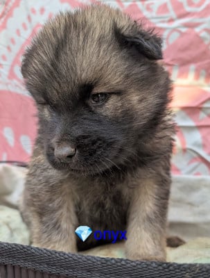 Les chiots de Eurasier