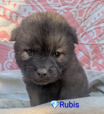Les chiots de Eurasier