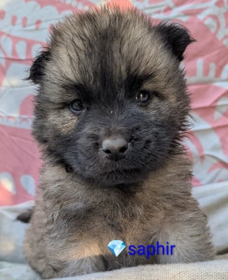 Les chiots de Eurasier