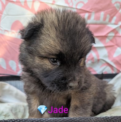Les chiots de Eurasier