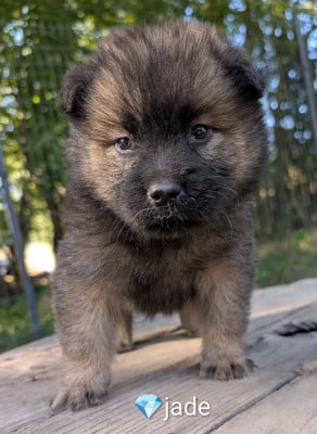 Les chiots de Eurasier