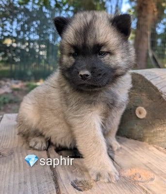 Les chiots de Eurasier