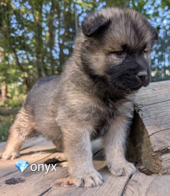 Les chiots de Eurasier