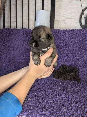 Les chiots de Eurasier