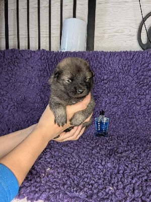 Les chiots de Eurasier