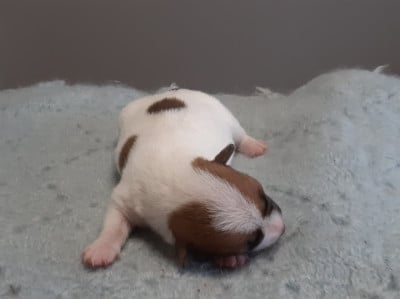 Les chiots de Jack Russell Terrier