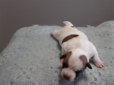 Les chiots de Jack Russell Terrier