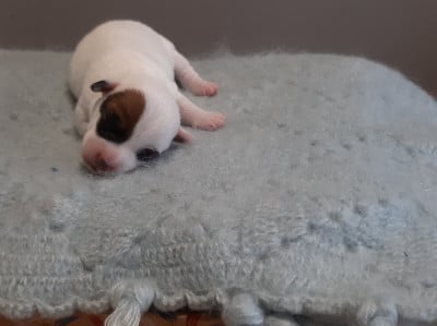 Les chiots de Jack Russell Terrier