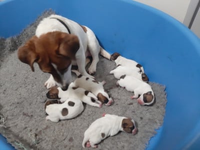 Les chiots de Jack Russell Terrier