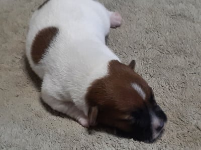 Les chiots de Jack Russell Terrier