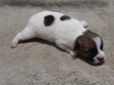Les chiots de Jack Russell Terrier