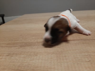 Les chiots de Jack Russell Terrier