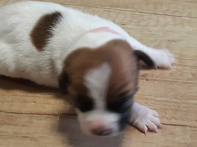 Les chiots de Jack Russell Terrier